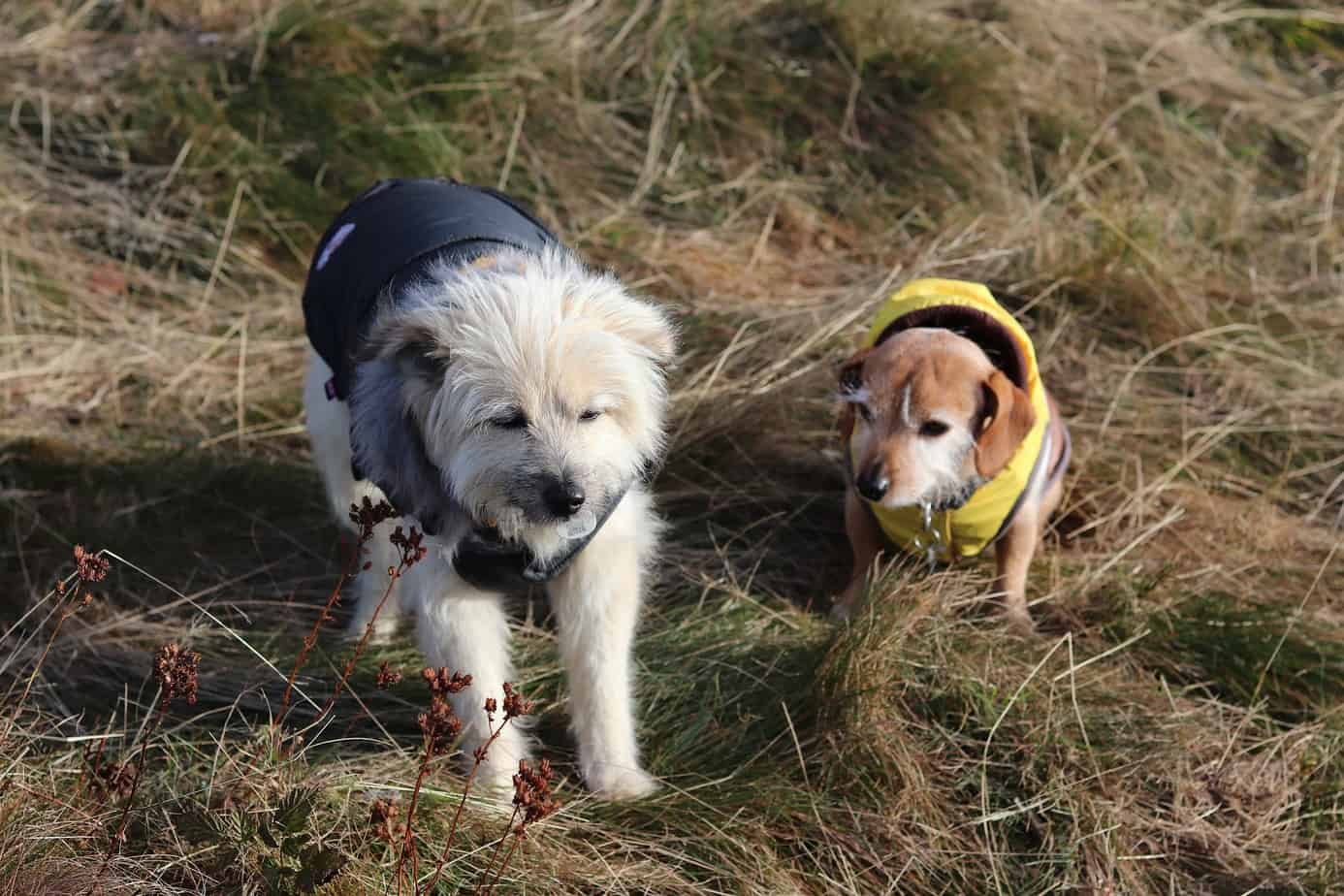 Dog Vest