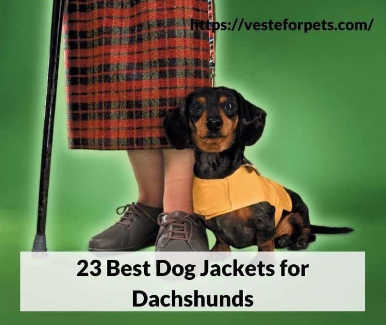 23 Best Dog Jackets for Dachshunds