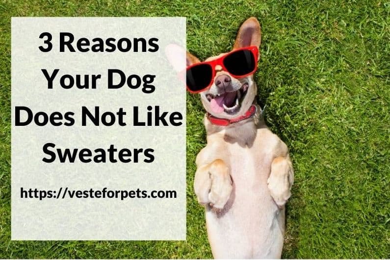 3 Reasons Your Dog Does Not Like Sweaters