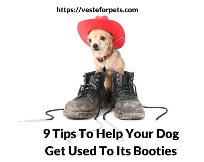 9 Tips To Help Your Dog Get Used To Its Booties