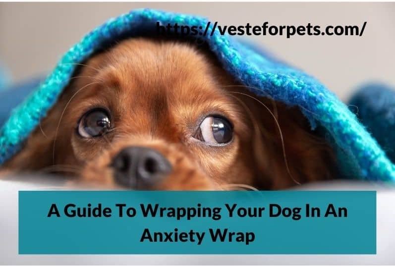 A Guide To Wrapping Your Dog In An Anxiety Wrap - Veste for Pets