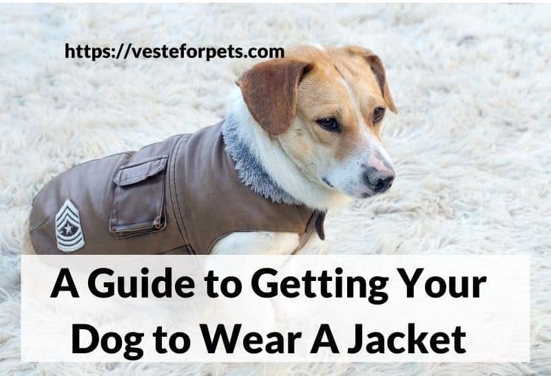 A Guide to Getting Your Dog to Wear A Jacket