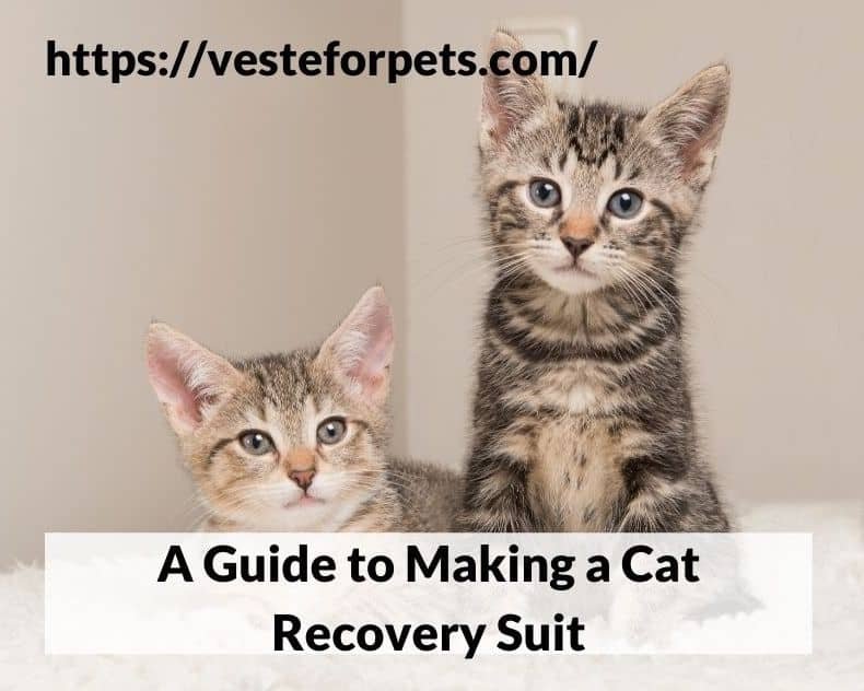 A Guide to Making a Cat Recovery Suit