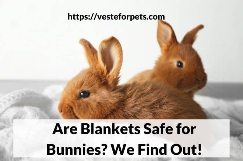 Are Blankets Safe for Bunnies? We Find Out!