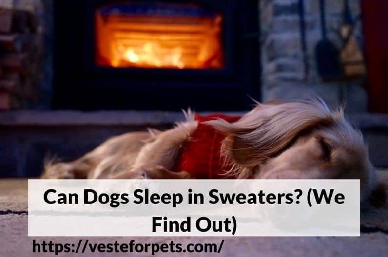 Can Dogs Sleep in Sweaters? (We Find Out)