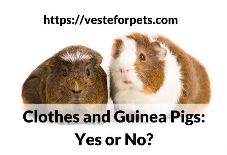 Clothes and Guinea Pigs: Yes or No?