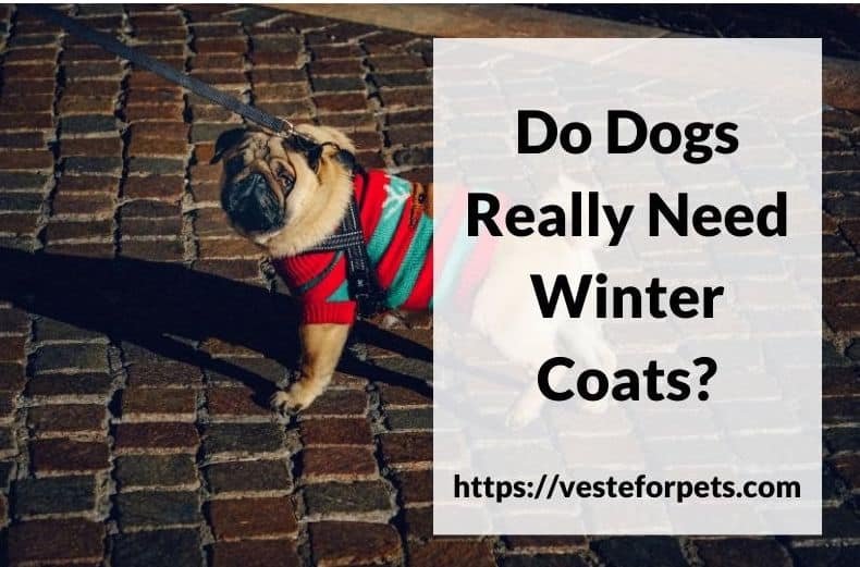 Do Dogs Really Need Winter Coats?