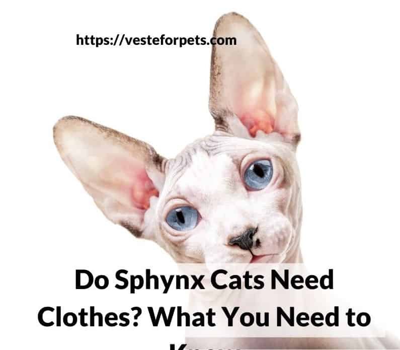 Do Sphynx Cats Need Clothes? What You Need to Know