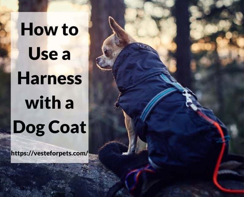 How to Use a Harness with a Dog Coat