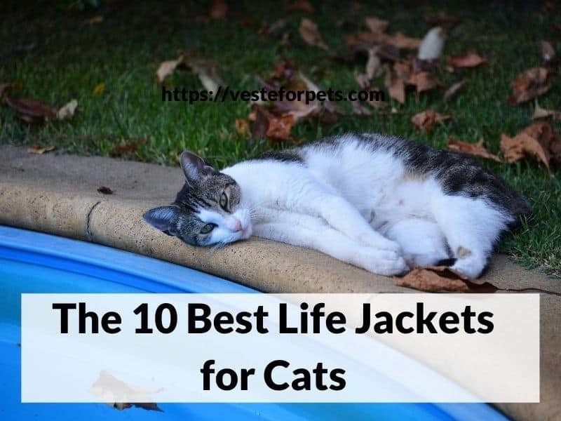 The 10 Best Life Jackets for Cats