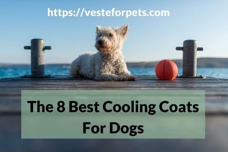 The 8 Best Cooling Coats For Dogs