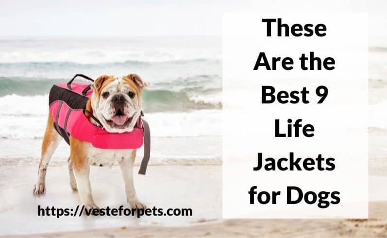 These Are the Best 9 Life Jackets for Dogs