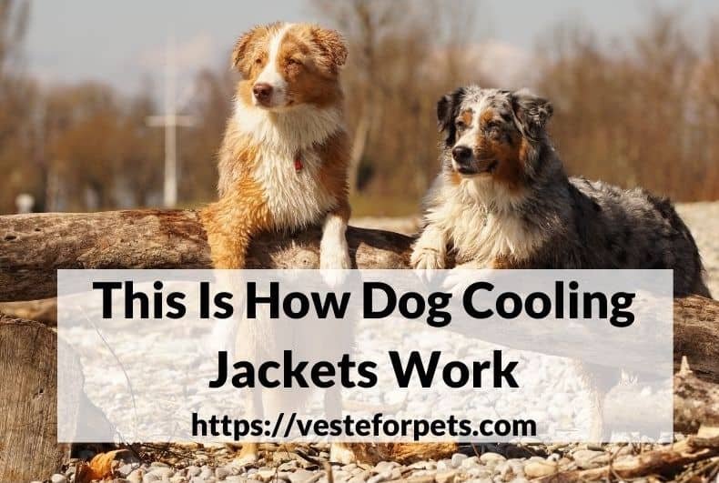 This Is How Dog Cooling Jackets Work