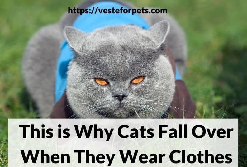 This is Why Cats Fall Over When They Wear Clothes