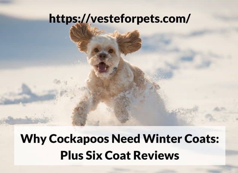 Why Cockapoos Need Winter Coats: Plus Six Coat Reviews