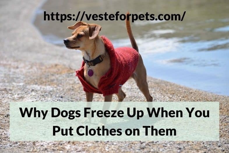 Why Dogs Freeze Up When You Put Clothes on Them