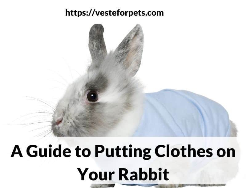 A Guide to Putting Clothes on Your Rabbit