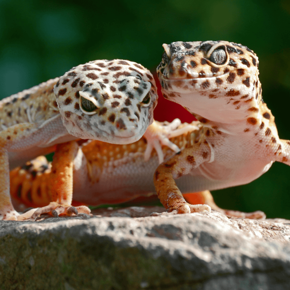 Gecko Fashion Guide: Choosing the Right Outfit for your pet 