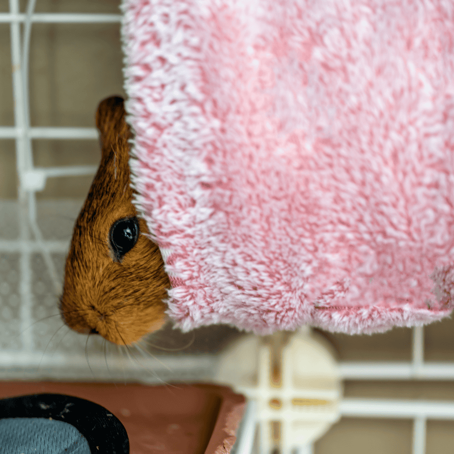 Chew Proof Your Guinea Pig’s Wardrobe: A Fabric Guide