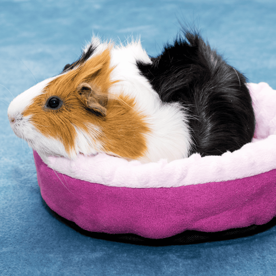 Keep Your Guinea Pig Safe: Toxic Fabrics to Avoid