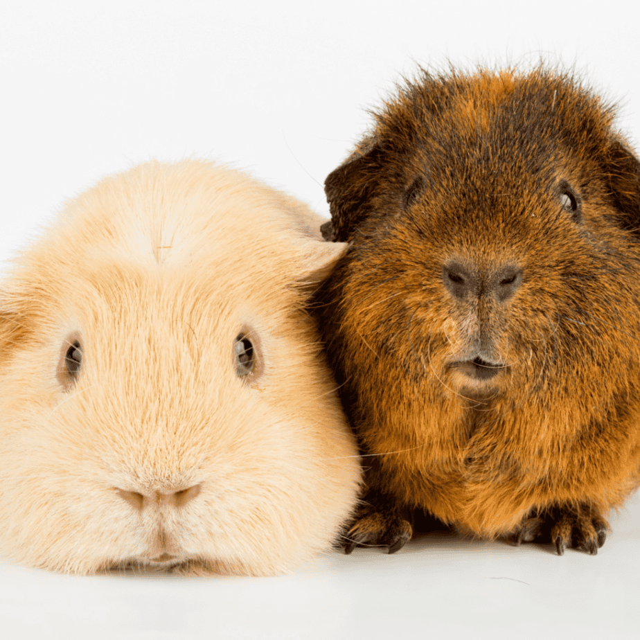 can Guinea Pigs  wear cotton