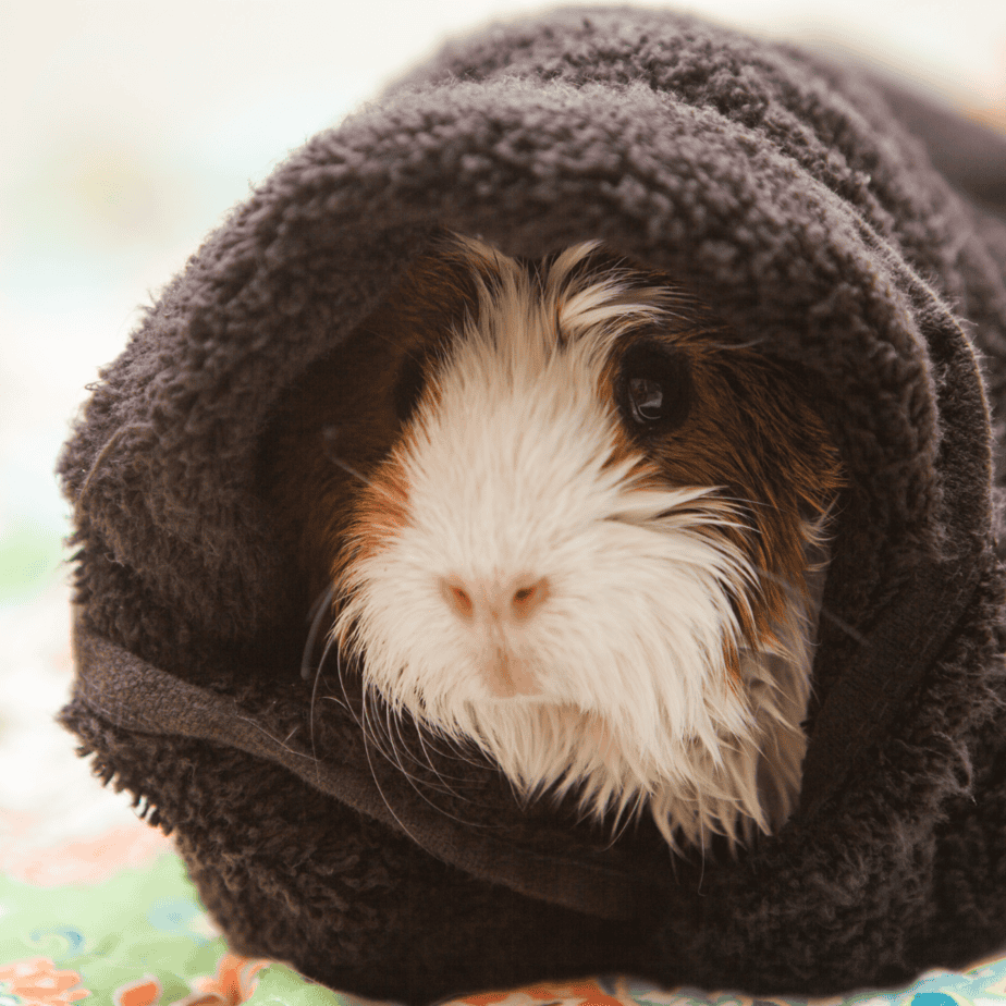 Is Fleece Safe For Guinea Pigs? We’ve Got The Answer 