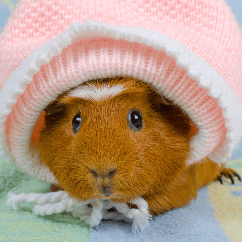 Where to Buy Guinea Pig Clothes: A Brand Guide