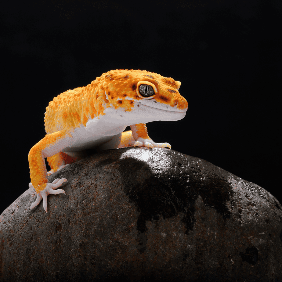 Gecko Fashion Guide: Choosing the Right Outfit for Your Scaley Sidekick