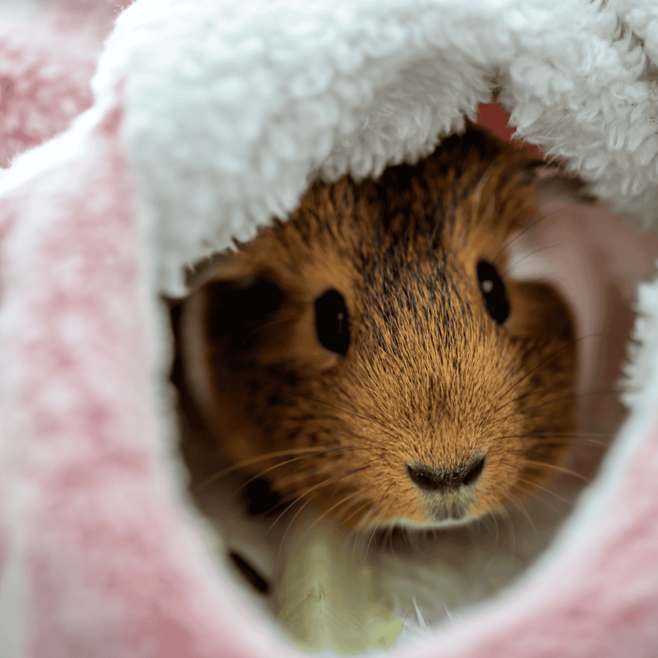 Cozy and Safe: Best Fabrics for Guinea Pig Bedding