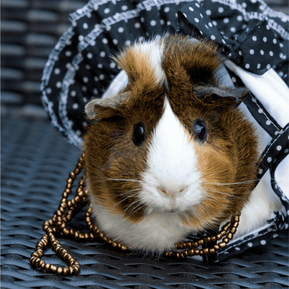 Guinea Pig Fashion and Safety: Protecting Your Pet