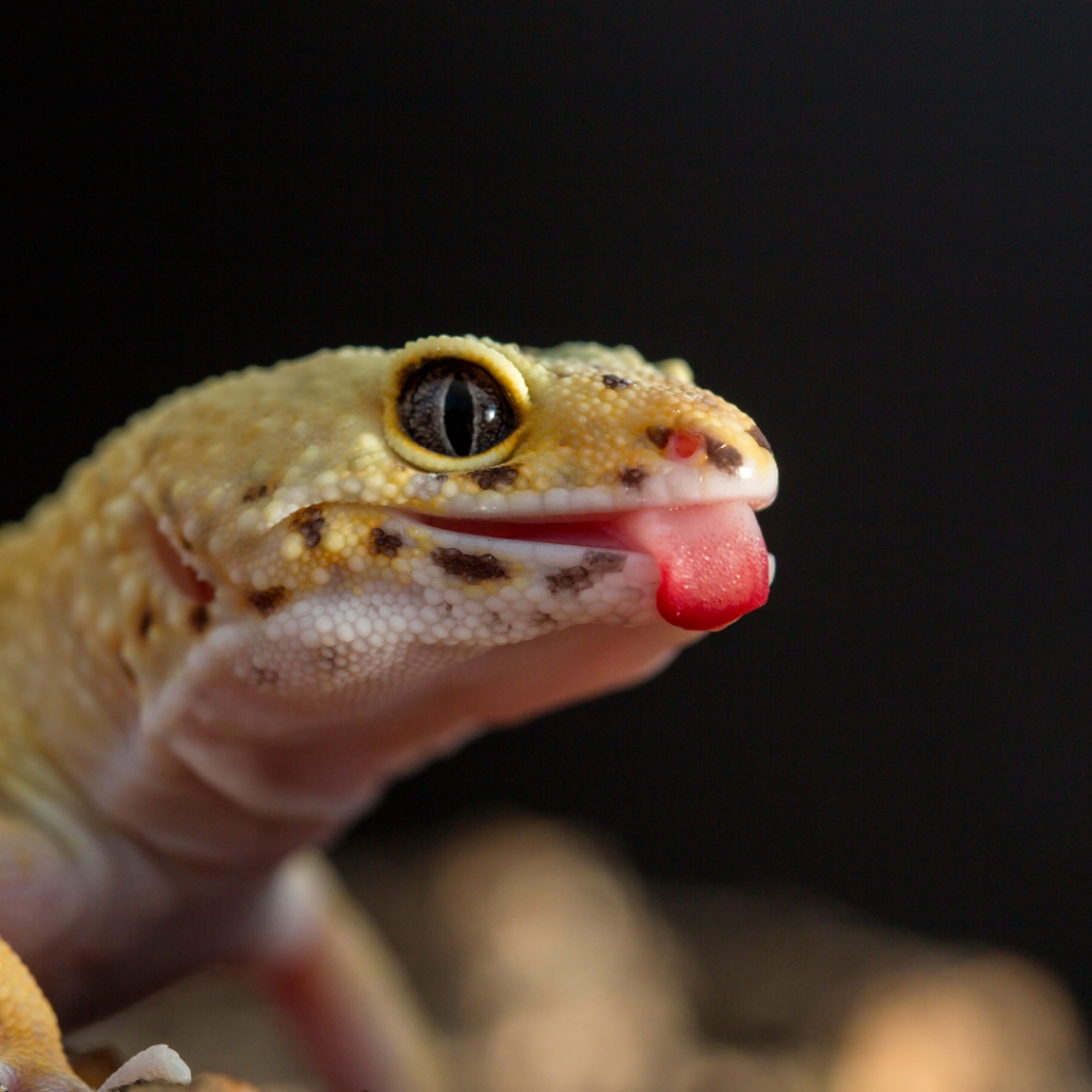 Gecko Fashion Guide: Choosing the Right Outfit for your pet 