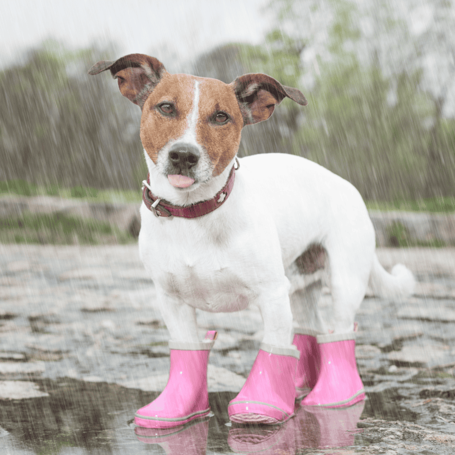 Why Your Dog Needs Boots: A Complete Guide for Pet Owners