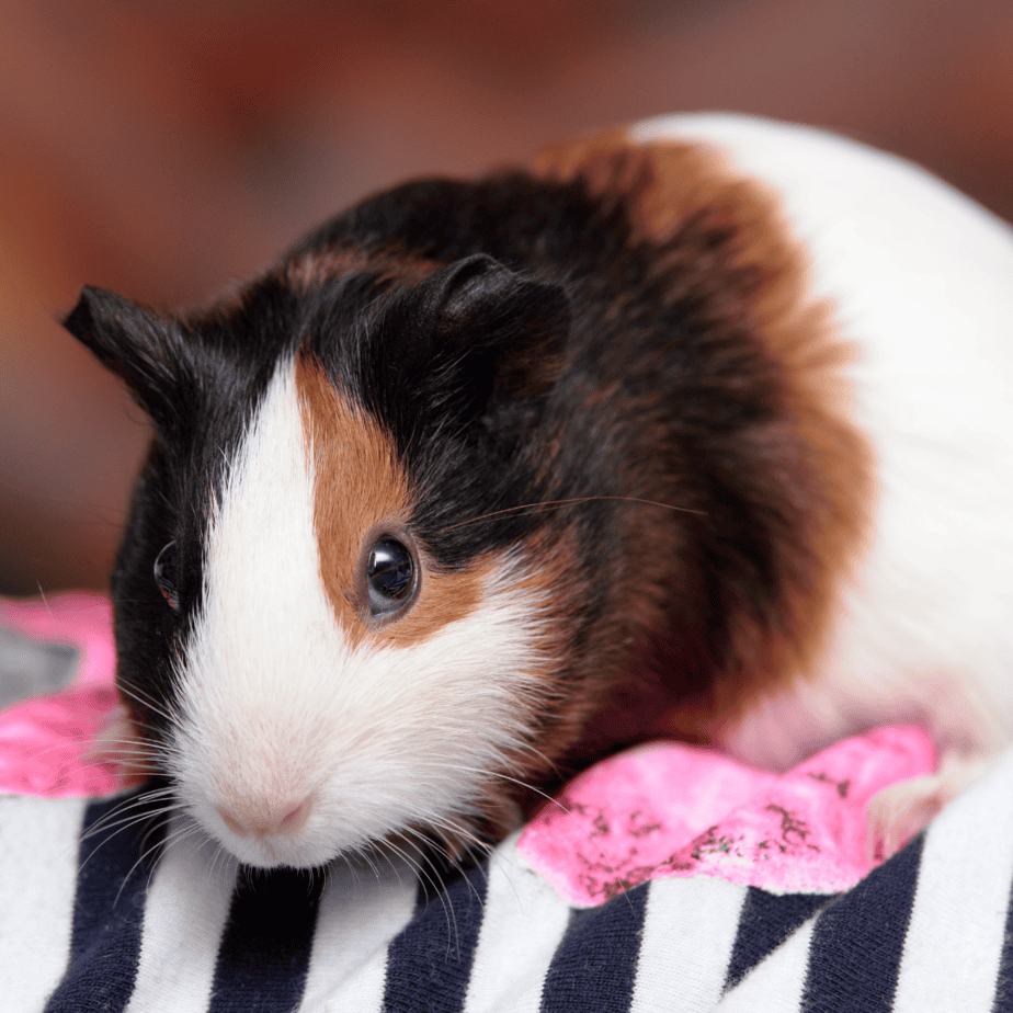 Guinea Pig Fashion and Safety: Protecting Your Pet