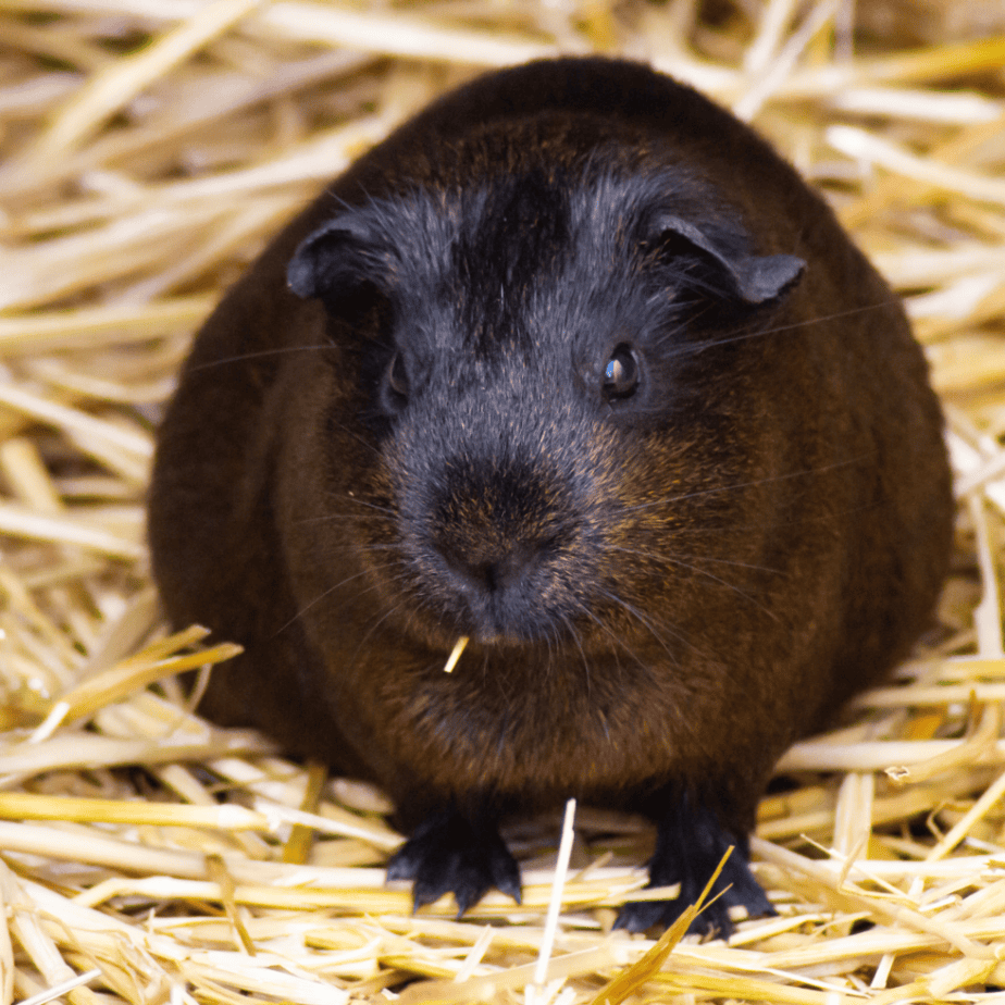 Guinea Pig  bedding 