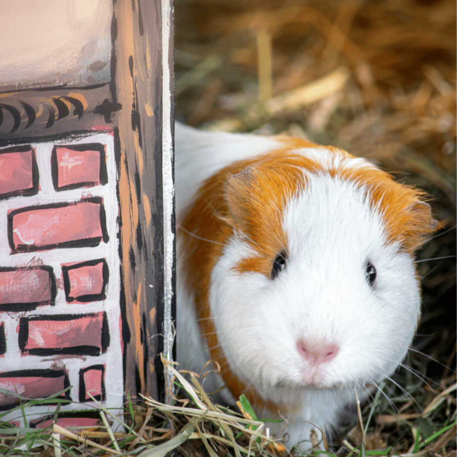 Keep Your Guinea Pig Safe: Toxic Fabrics to Avoid