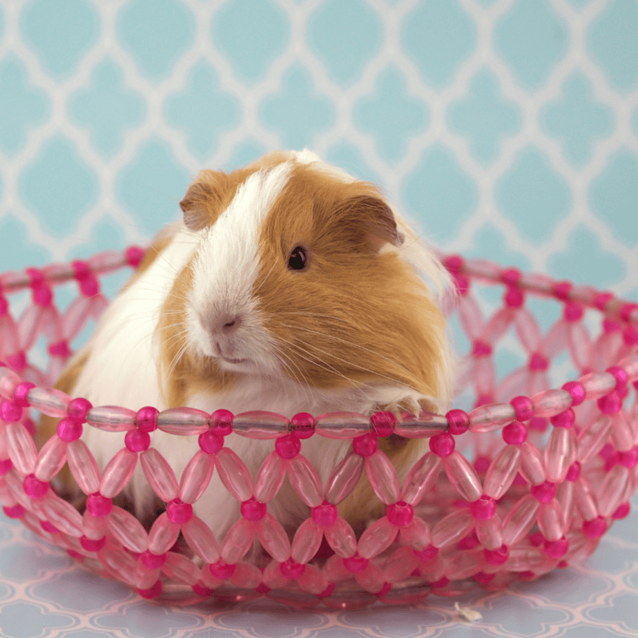 Guinea Pig Fashion and Safety: Protecting Your Pet