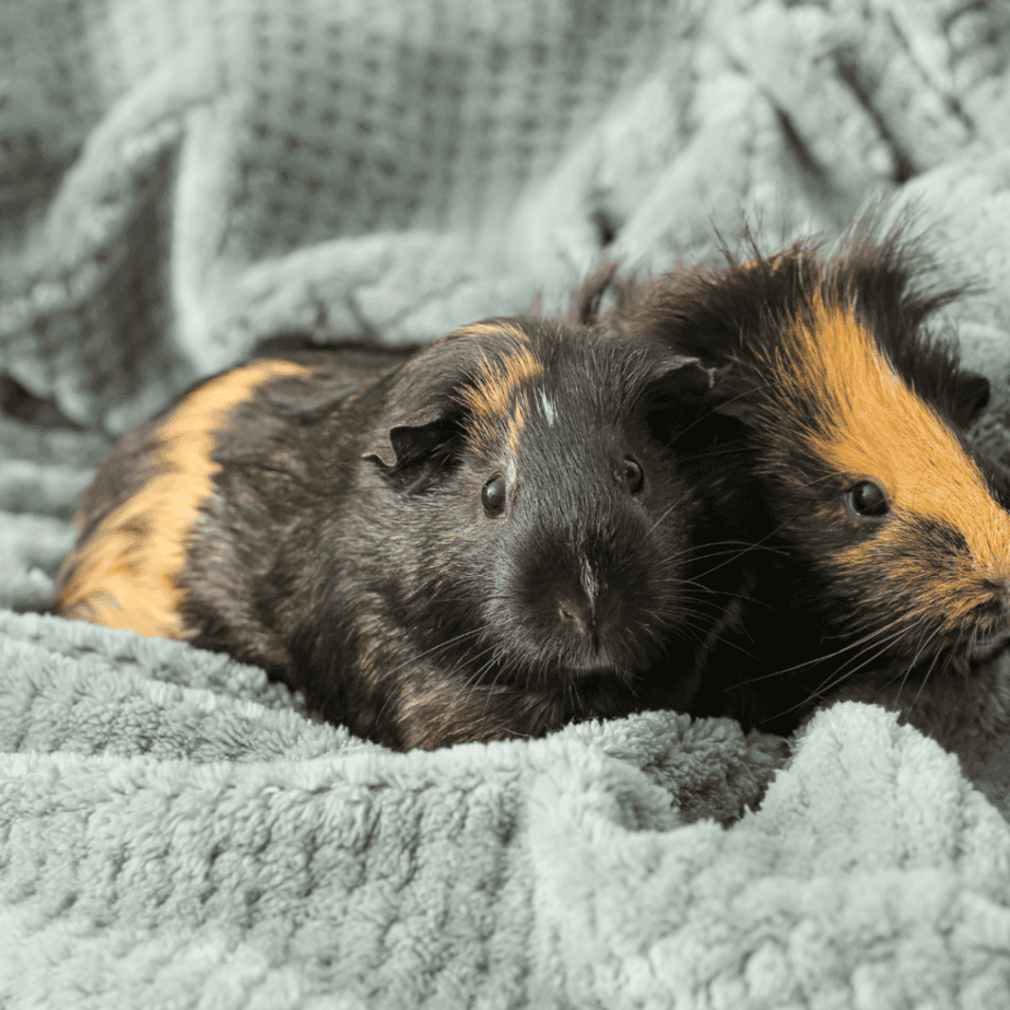 Cozy and safe Guinea pig 