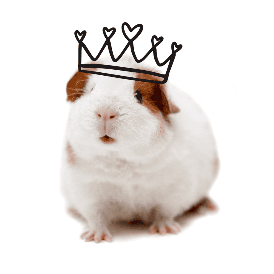 Can Guinea Pigs Wear Cotton?