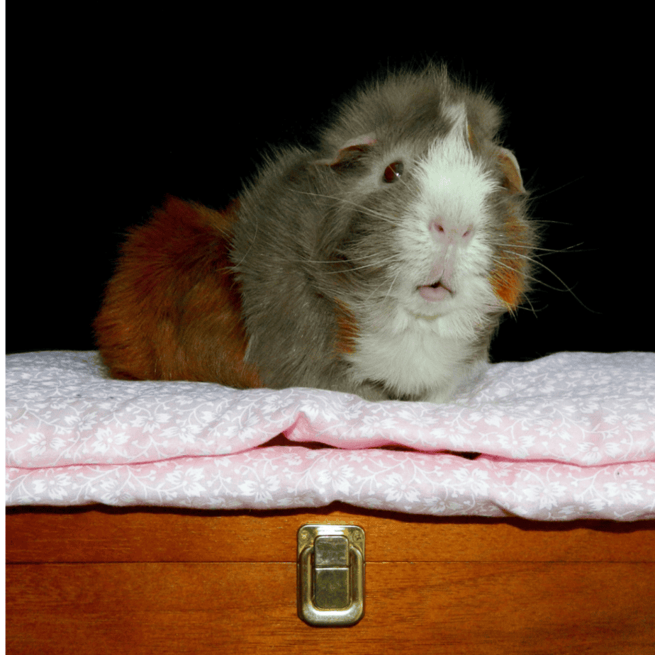 can Guinea Pigs  wear cotton