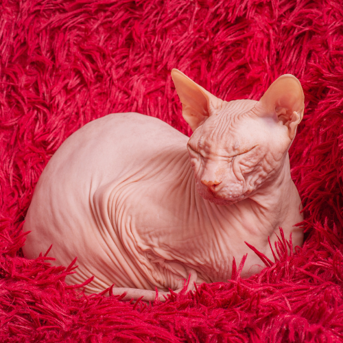 Do Sphynx Cats Need Clothes?