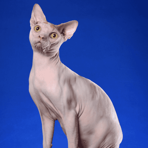 Do Sphynx Cats Need Clothes?