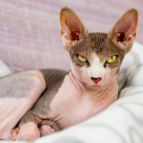 Do Sphynx Cats Need Clothes?