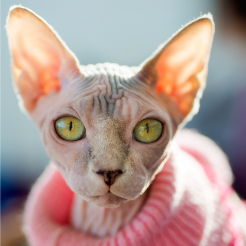 Do Sphynx Cats Need Clothes?