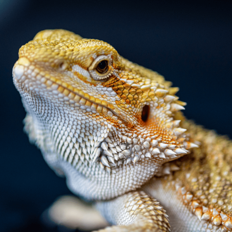 Bearded Dragon Fashion: Fun, Safe, and Full of Personality!