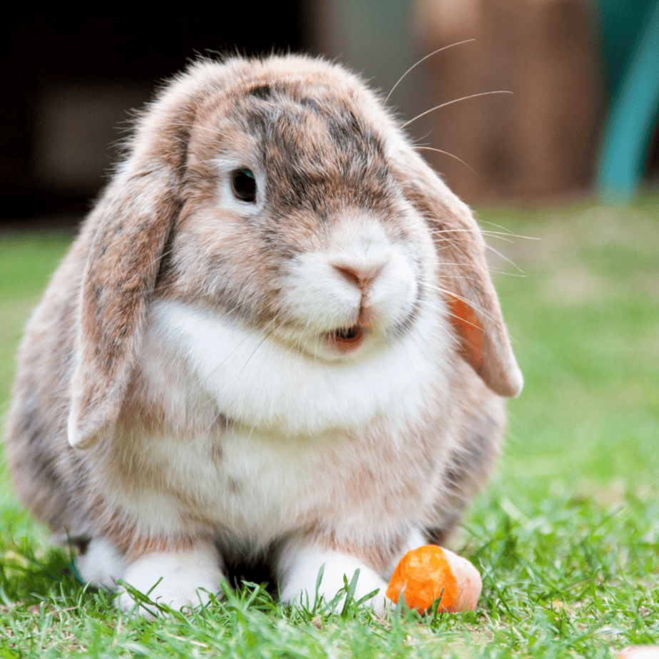 Accessorizing Your Rabbit: The Cutest Hats, Scarves, and More