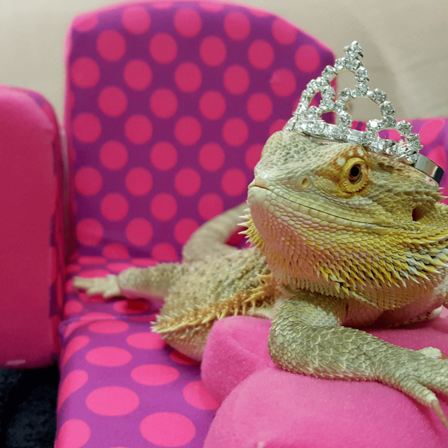 Bearded Dragon Fashion: Fun, Safe, and Full of Personality!