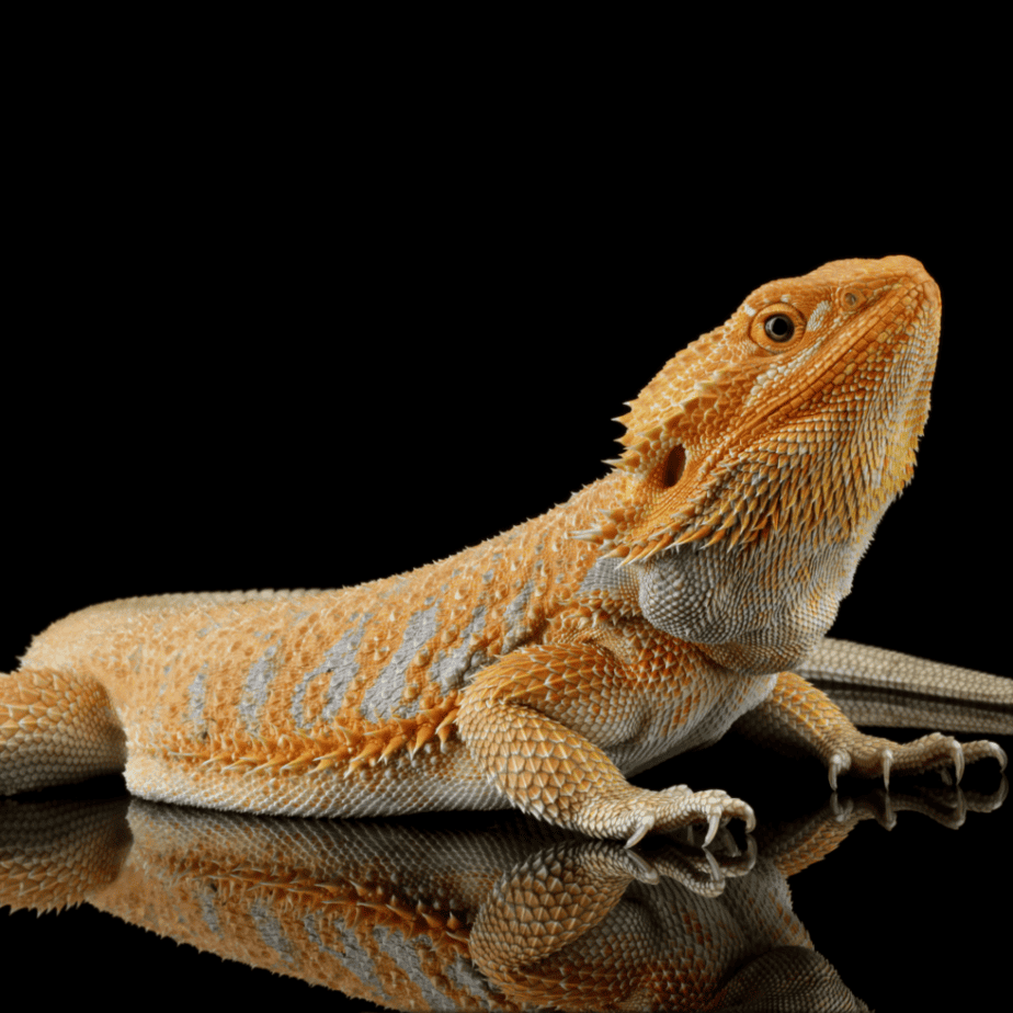 Bearded Dragon Fashion: Fun, Safe, and Full of Personality!