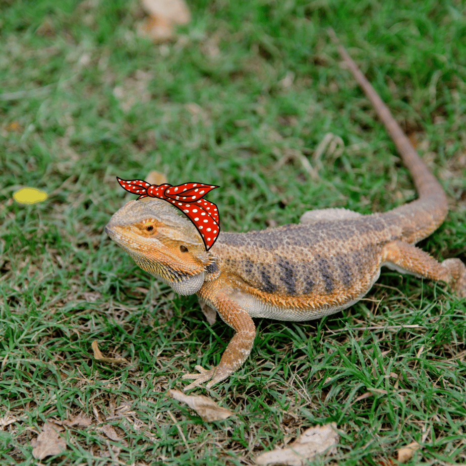 Unique and Trendy Ideas for Dressing Up Your Reptiles