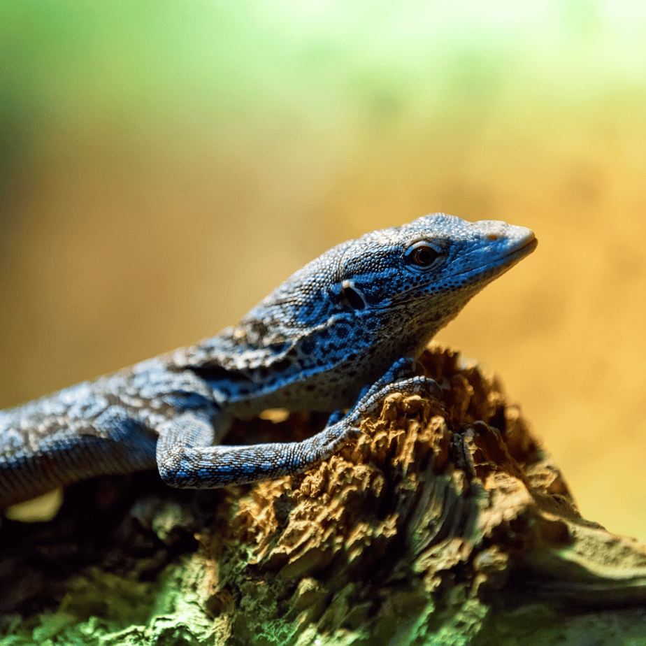 Shedding the Myth: Do Lizards Need Clothes?