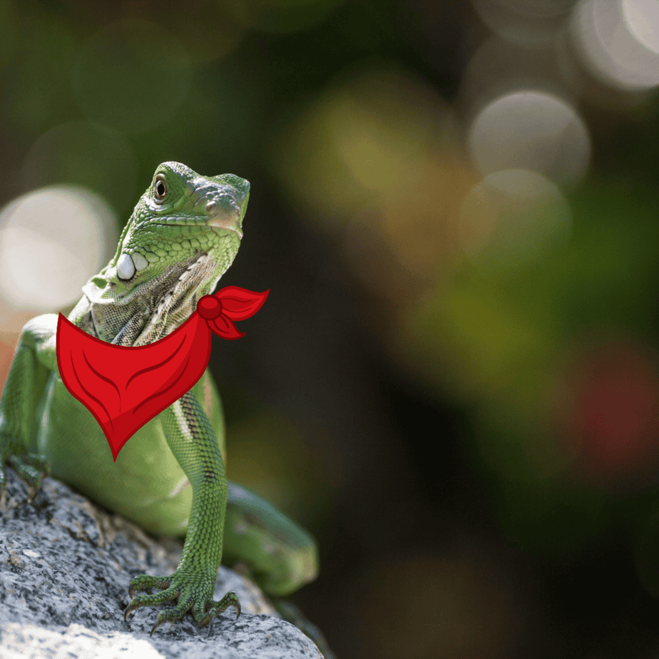 Iguana Get This Look: A Guide to Stylish (and Safe) Enrichment for Your Iguana